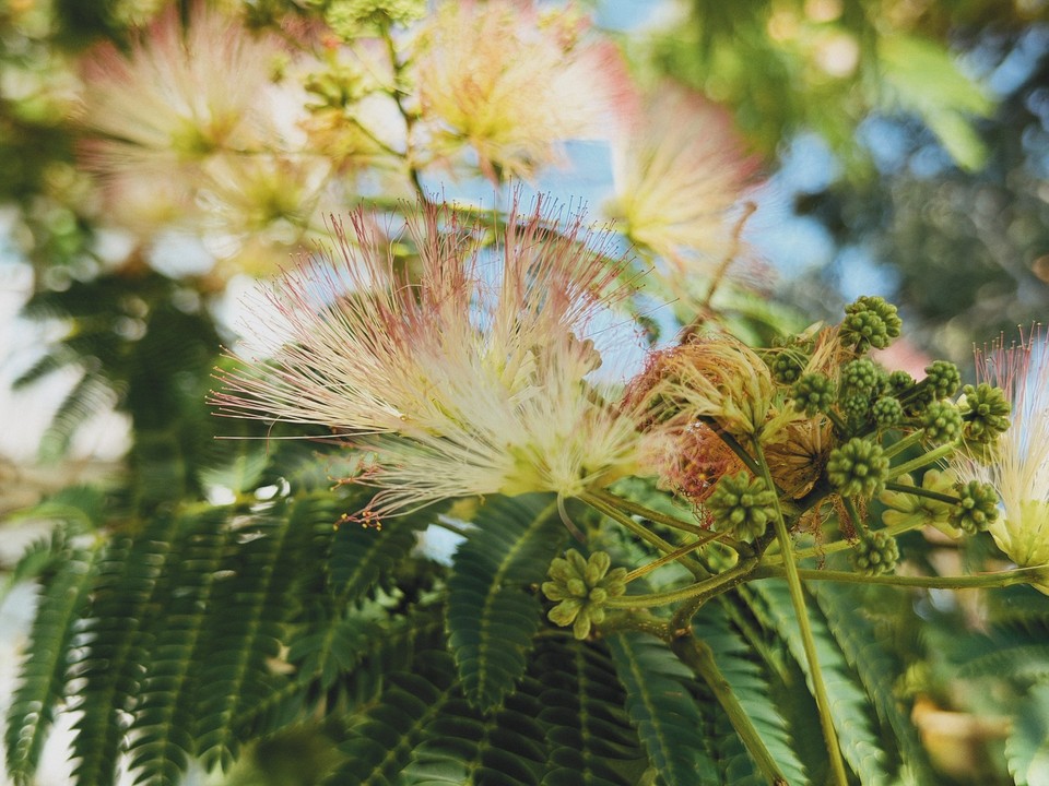 Soft pink and cream blossoms among green leaves