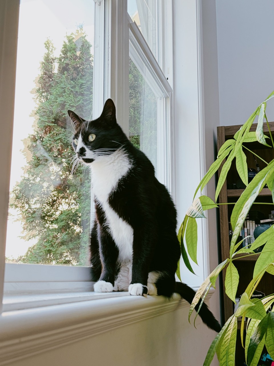 A black-and-white cat watching through a bright window beside a houseplant