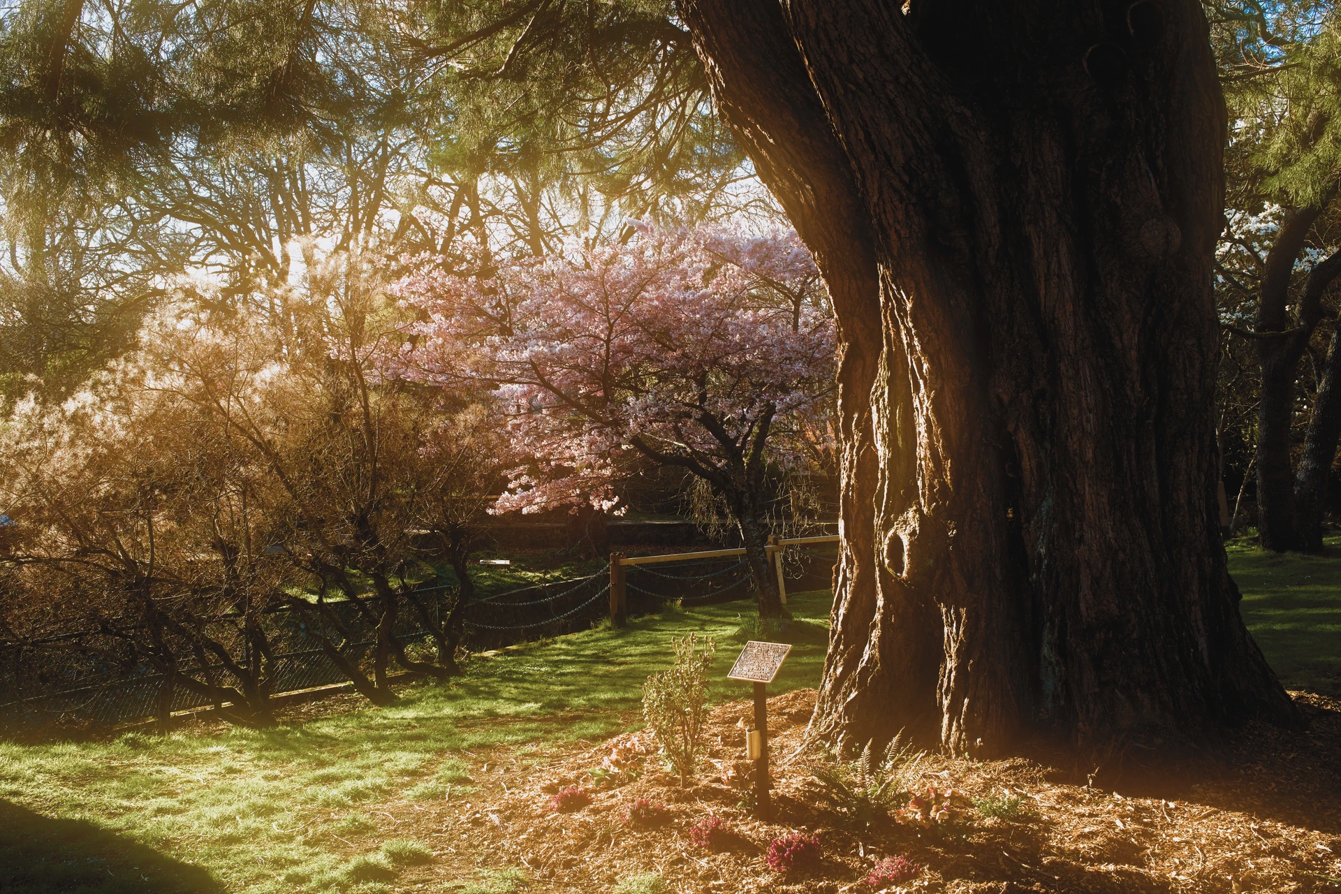 Sunlight through branches and pink blossoms beside a deeply shaded tree trunk, with strong gold diffusion